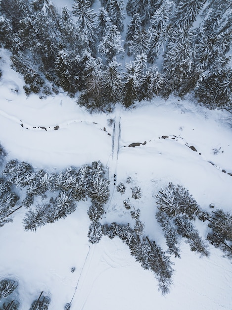 Aerial shot of a road surrounded by pine trees with a blue sky in winter