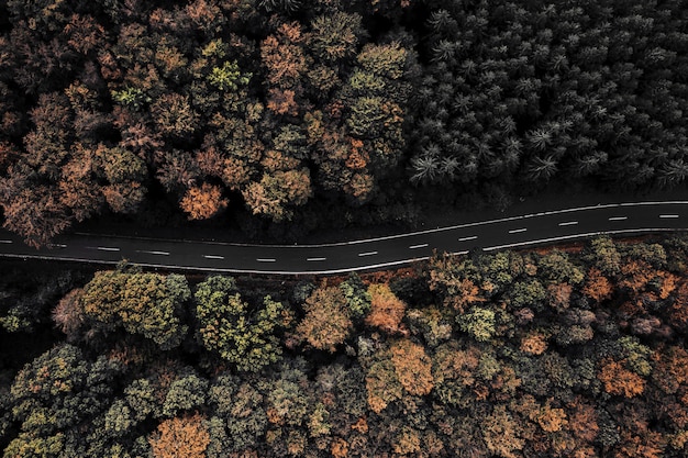 Free photo aerial shot of a road surrounded by trees in a forest