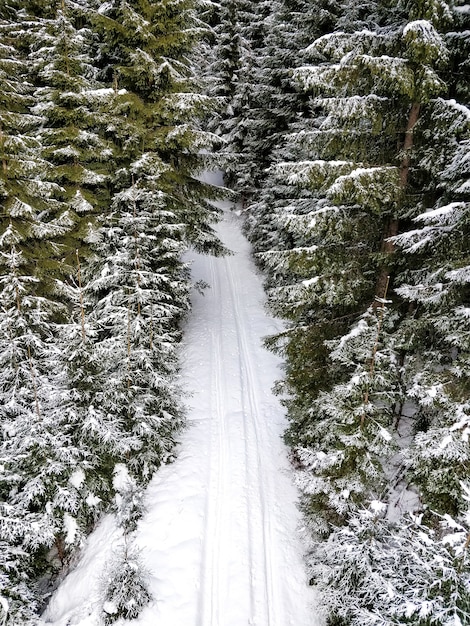 Free photo aerial shot of a road with tire tracks surrounded by pine trees in winter