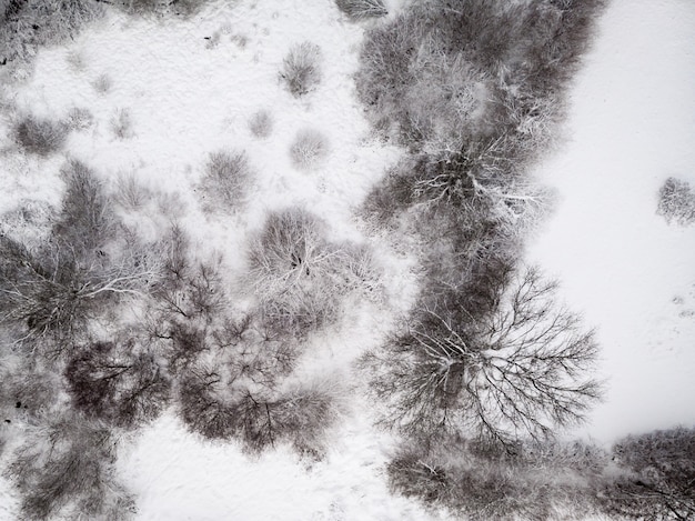 Free Photo aerial shot of a snowy ground with leafless trees