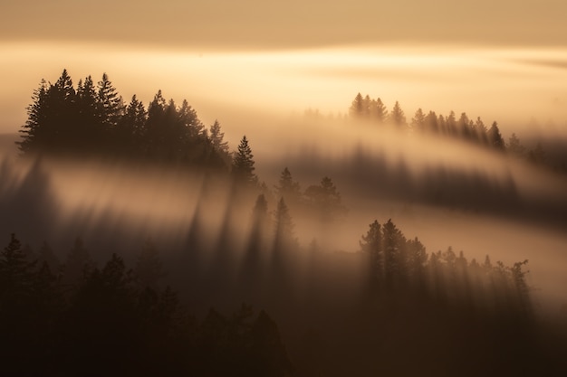 Free Photo aerial shot of tall spruce trees under a foggy yellow sky