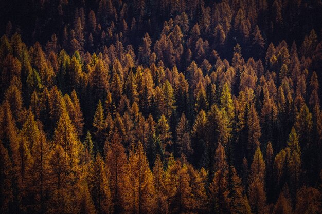 Free photo aerial shot of yellow and brown trees