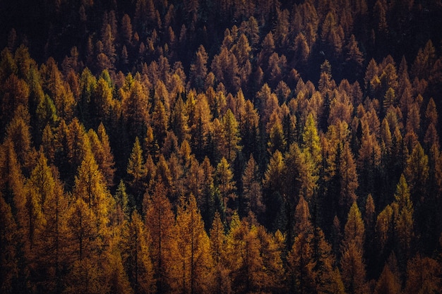 Aerial shot of yellow and brown trees