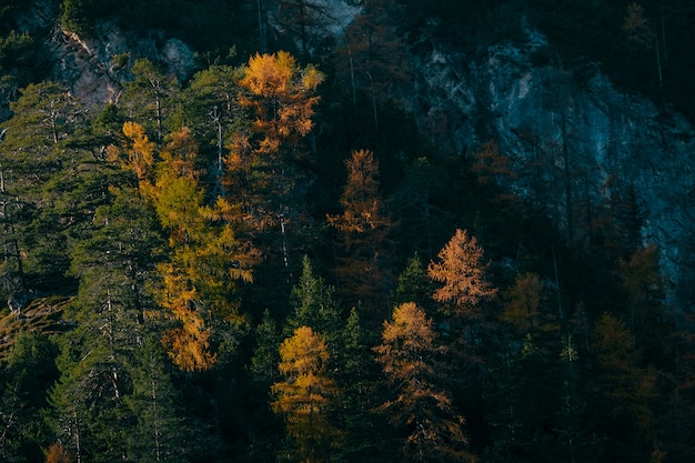 Aerial shot of yellow and green larch trees near a mountain on a sunny a day