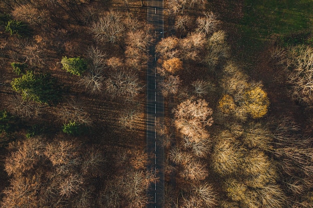 Free photo aerial view of an asphalt road surrounded by golden trees in autumn