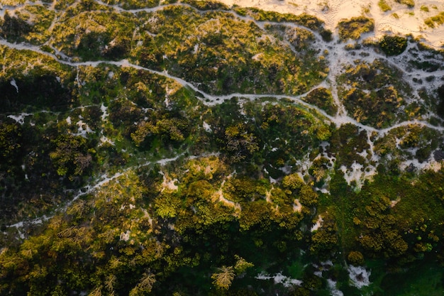 Free photo aerial view of the beautiful nature near the sandy beach on a sunny day