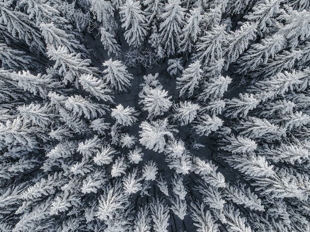 Free photo aerial view of a beautiful winter landscape with fir trees covered in snow