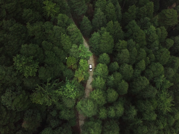 Aerial view of a car riding through a road in the forest with tall green dense trees