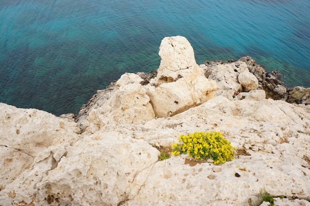 Aerial view of the coastline with yellow flowers in the rocks and the calm ocean