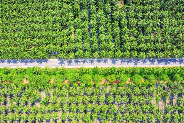 Aerial view of coconut palm trees plantation and the road.