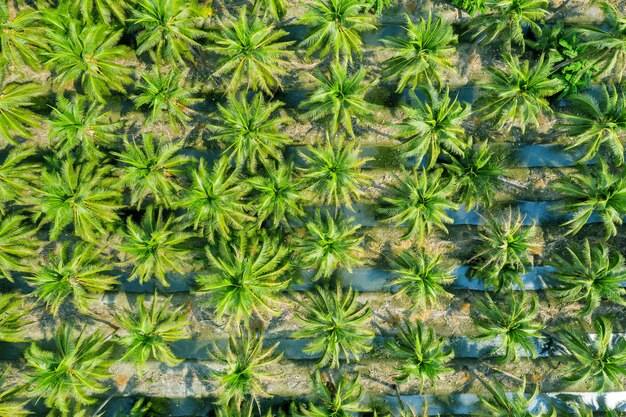 Aerial view of Coconut palm trees plantation.