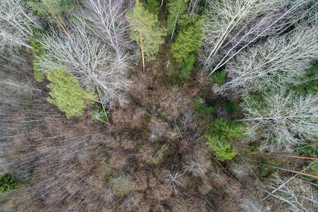 Free photo aerial view of a dense forest with bare autumn trees and fallen leaves on a ground