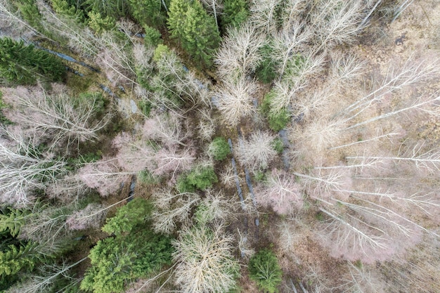 Free photo aerial view  of a dense forest with bare deep autumn trees with a dried foliage