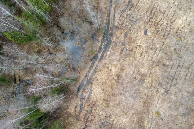 Aerial view  of a dense forest with bare winter trees and fallen leaves on a ground