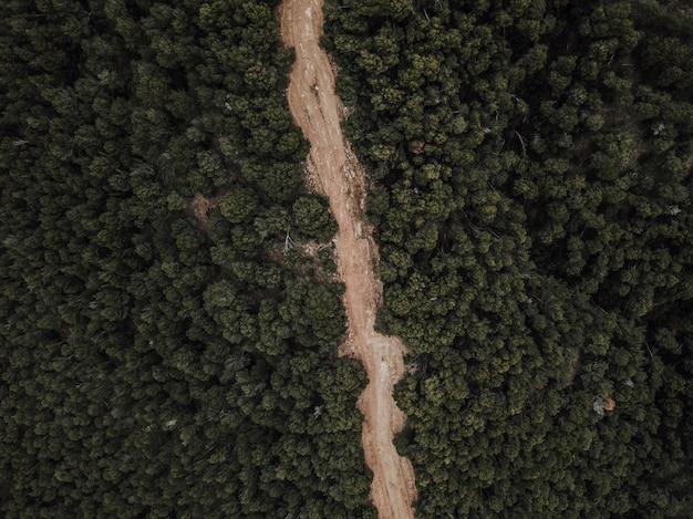 Free photo aerial view of dirt road surrounded by trees