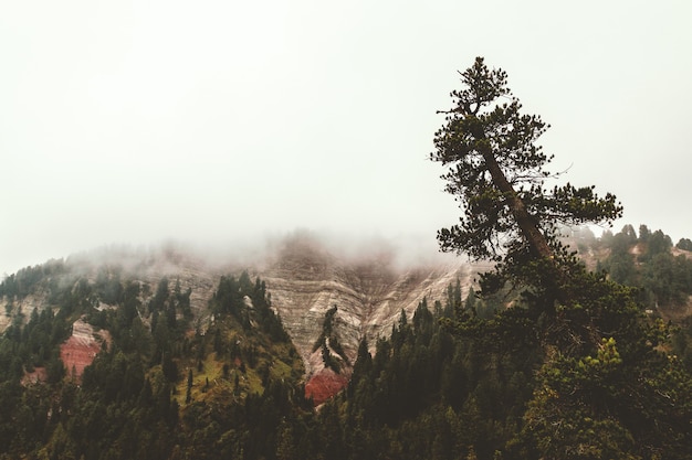 Free Photo aerial view of forest field