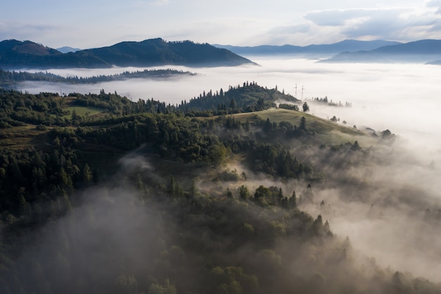 Free Photo aerial view of forest shrouded in morning fog