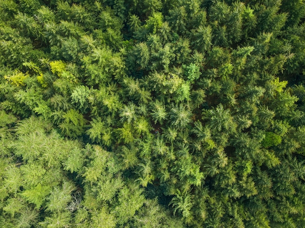 Aerial view of a forest