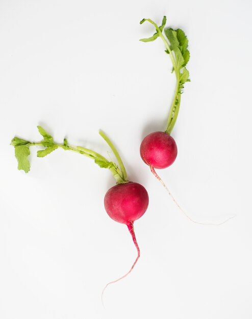 Aerial view of fresh radish on white background