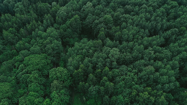 Aerial view of green forest