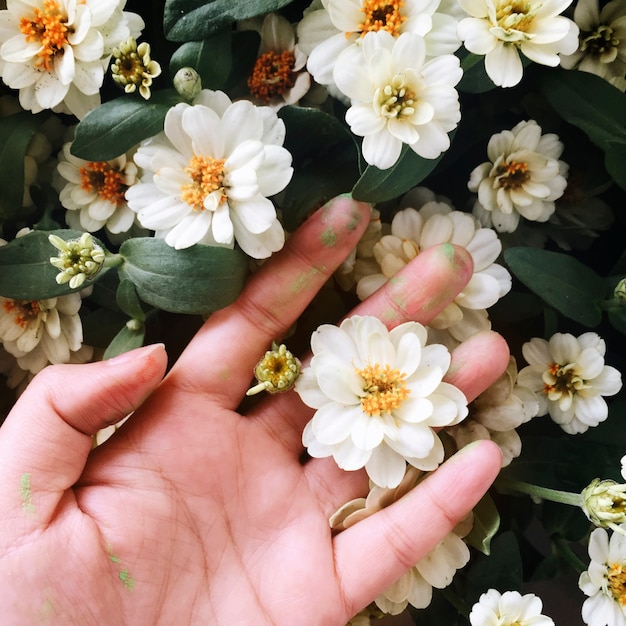 Aerial view of hand touching white flowers