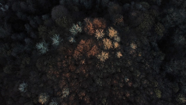 Free photo aerial view of a landscape covered in tall colorful trees in autumn