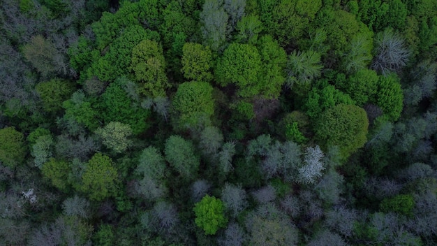 Aerial view of a landscape covered in tall green trees