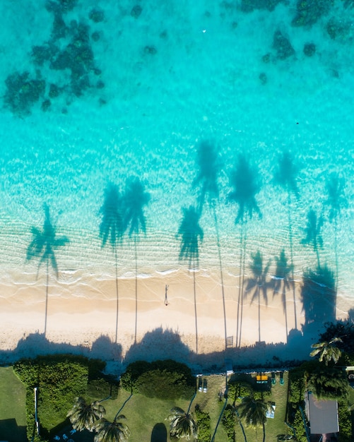 Free Photo aerial view of the reflections of the palm trees in the turquoise water of the sea