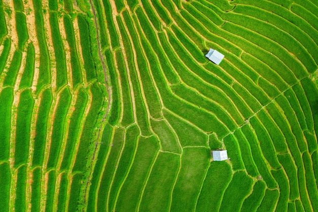 Aerial view of Rice terrace at Ban pa bong piang in Chiang mai, Thailand