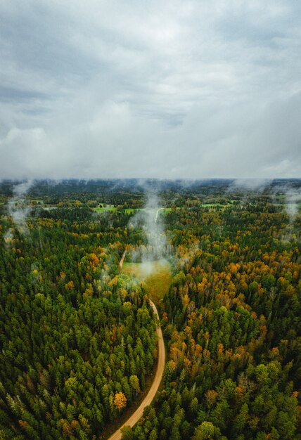 Aerial view of a road through a dense forest on an autumn day