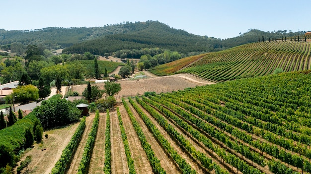 Aerial view to rural crops fields landscape