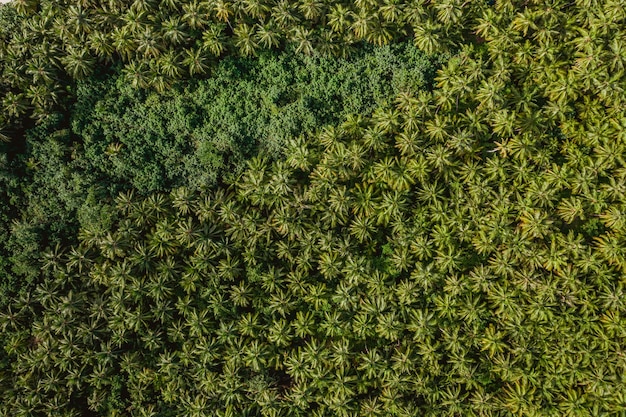 Free photo aerial view of the tropical trees in the mentawai islands in indonesia - perfect for background