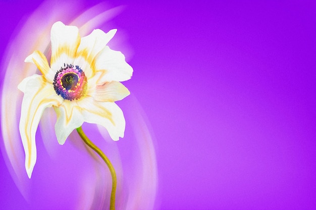 Free Photo aesthetic background purple wallpaper, white anemone flower trippy abstract design