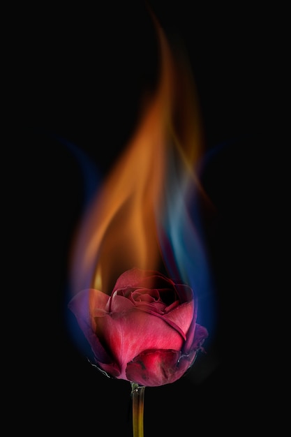 Free photo aesthetic burning rose flower, realistic flame effect on dark background