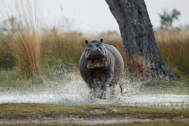 Free photo africa hippopotamus amphibius