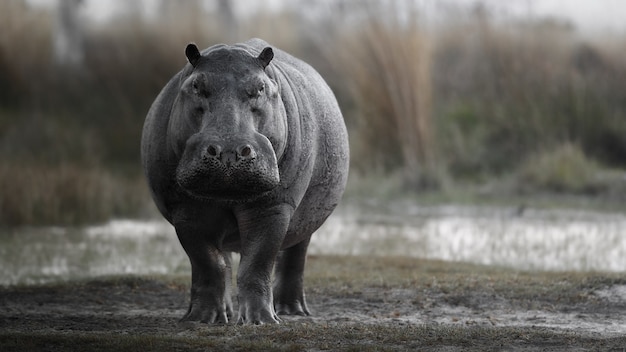 Free photo africa hippopotamus amphibius