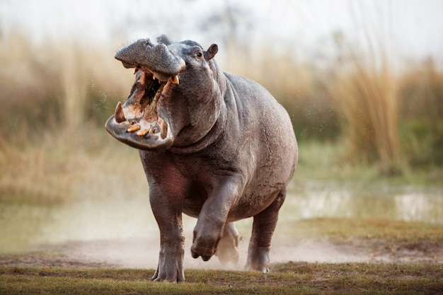 Free Photo africa hippopotamus amphibius