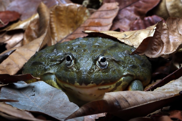 Free Photo african bullfrog closeup african bullfrog hiding on dry leaves