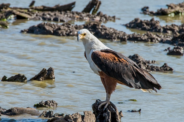 Free photo african fish eagle resting on a rock in the ornage river