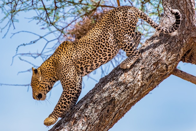 African leopard climbing coming down the tree during daytime