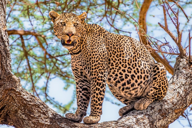 African leopard sitting on a tree looking around in a jungle