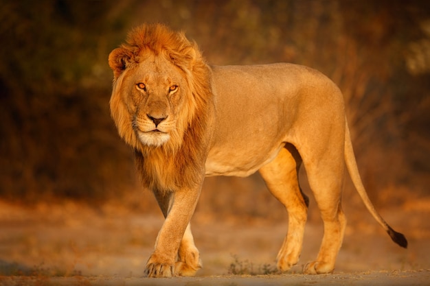 Free photo african lion portrait in the warm light