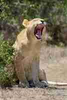 Free photo african lioness in the national park of south africa