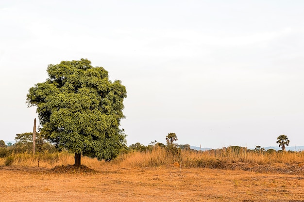 Free Photo african nature scenery with clear sky and tree