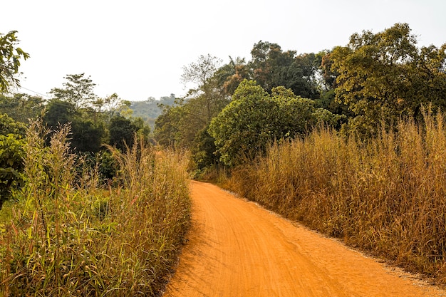 African nature scenery with trees and pathway