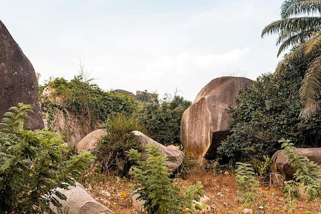 African nature scenery with trees