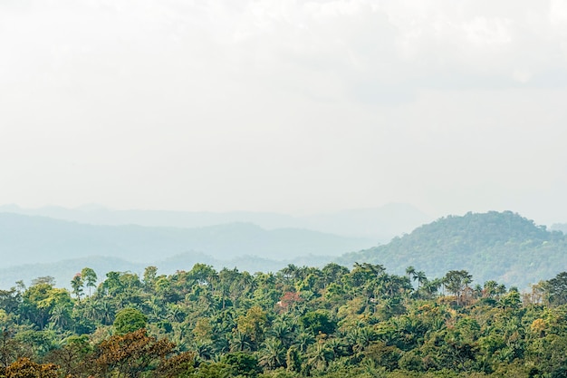 African nature scenery with trees