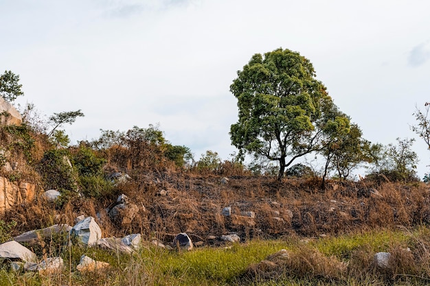 African nature scenery with vegetation