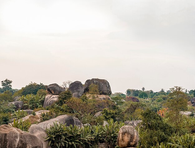 African nature view with vegetation