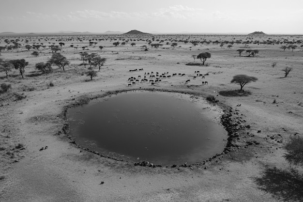 African savannah scene in black and white